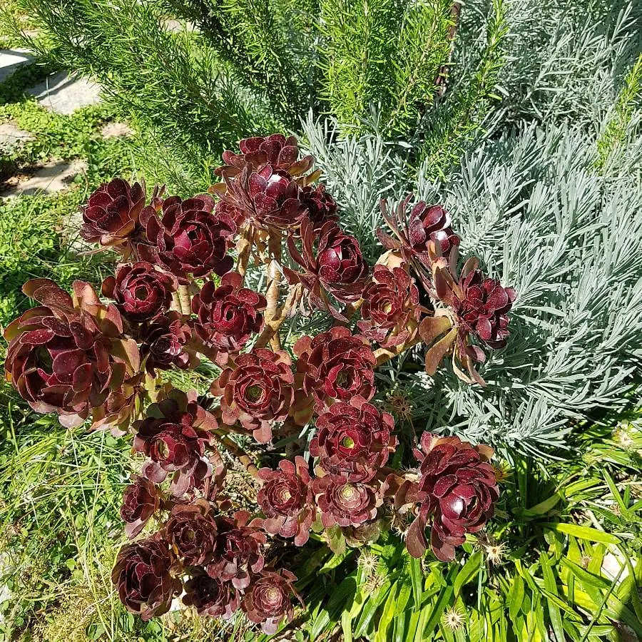 Lemon Garden Boutique Hotel Bozburun