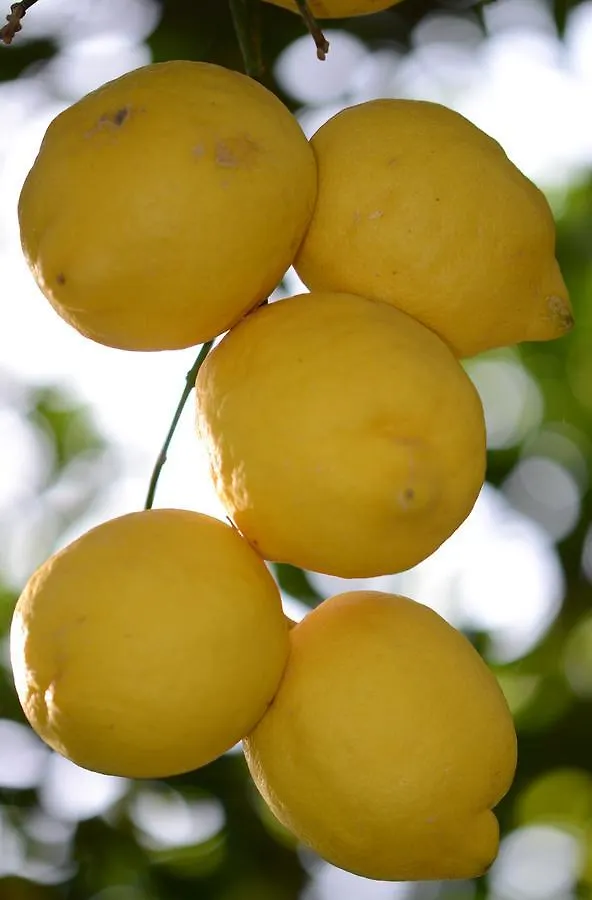 Lemon Garden Boutique Hotel Bozburun Turkey